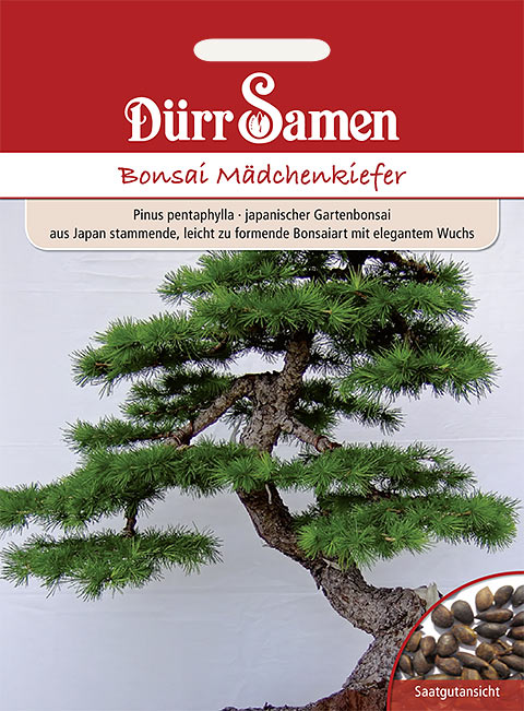 juniper bonsai tree care Juniper Bonsai Tree main image 0