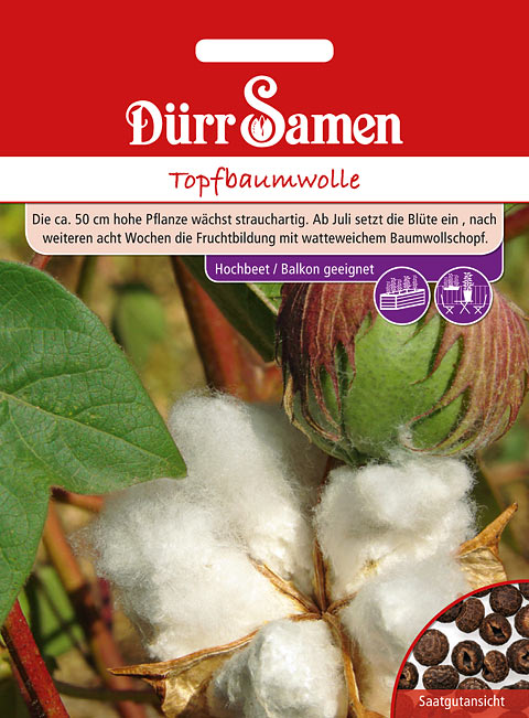 Topfbaumwolle Dürr Samen Webshop
